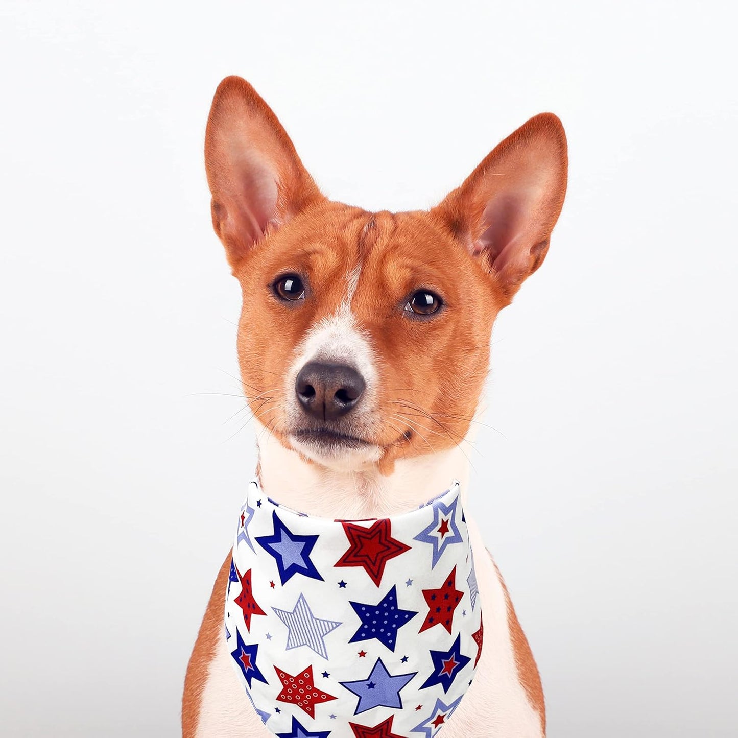 Pohshido freedom stars cat bandana on a clean neutral background holiday edition