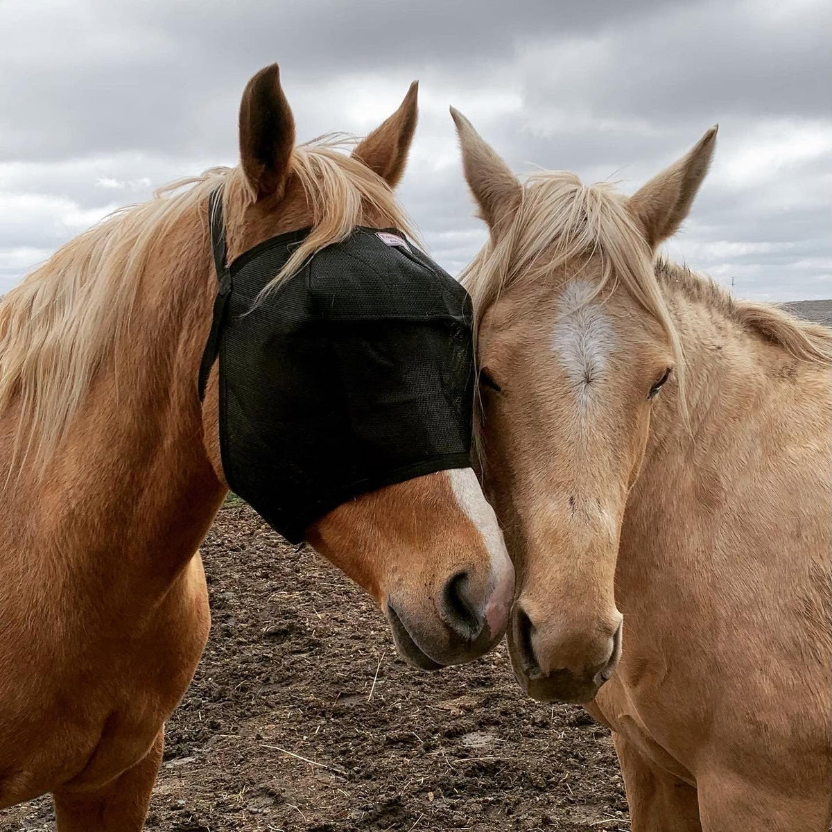 EquiVizor horse fly mask demonstrating the triple-dart vizor structure