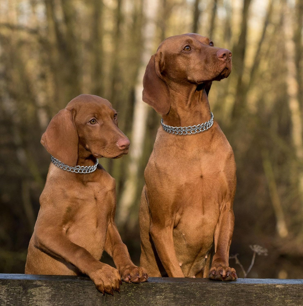 Rust resistant silver dog chain collar showing dual metal end circles
