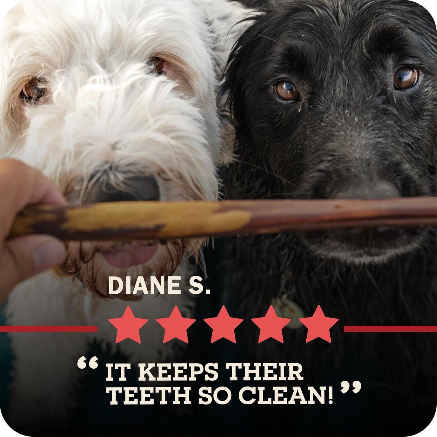 Redbarn Bully Spring Dog Chews 4"-6" 3-Count- 100% Natural Single Ingredient Beef Pizzle Spiral Sticks for Medium to Large Dogs - Rawhide Free Long Lasting Dental Chews - Image 11