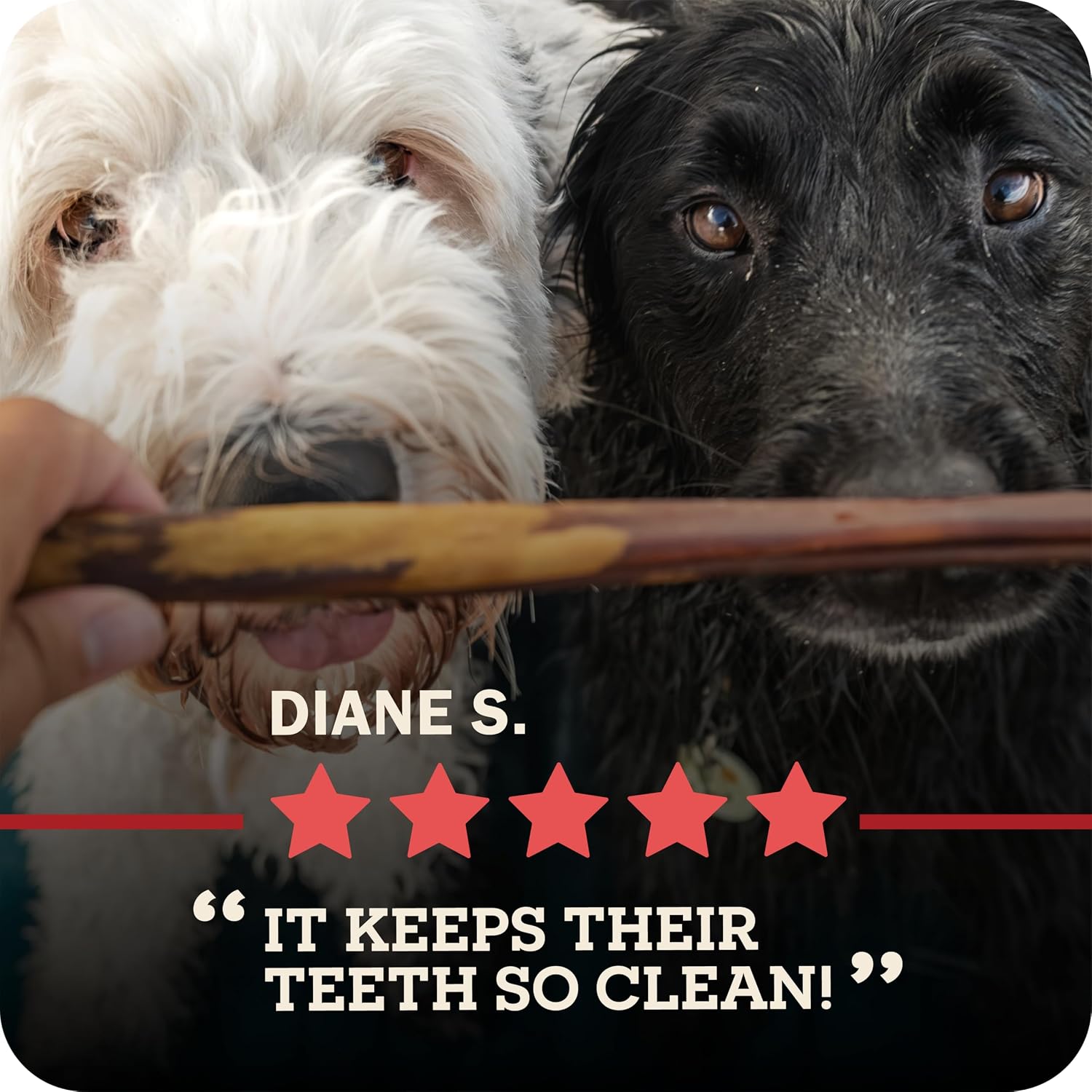 Redbarn Bully Spring Dog Chews 4"-6" 3-Count- 100% Natural Single Ingredient Beef Pizzle Spiral Sticks for Medium to Large Dogs - Rawhide Free Long Lasting Dental Chews - Image 11