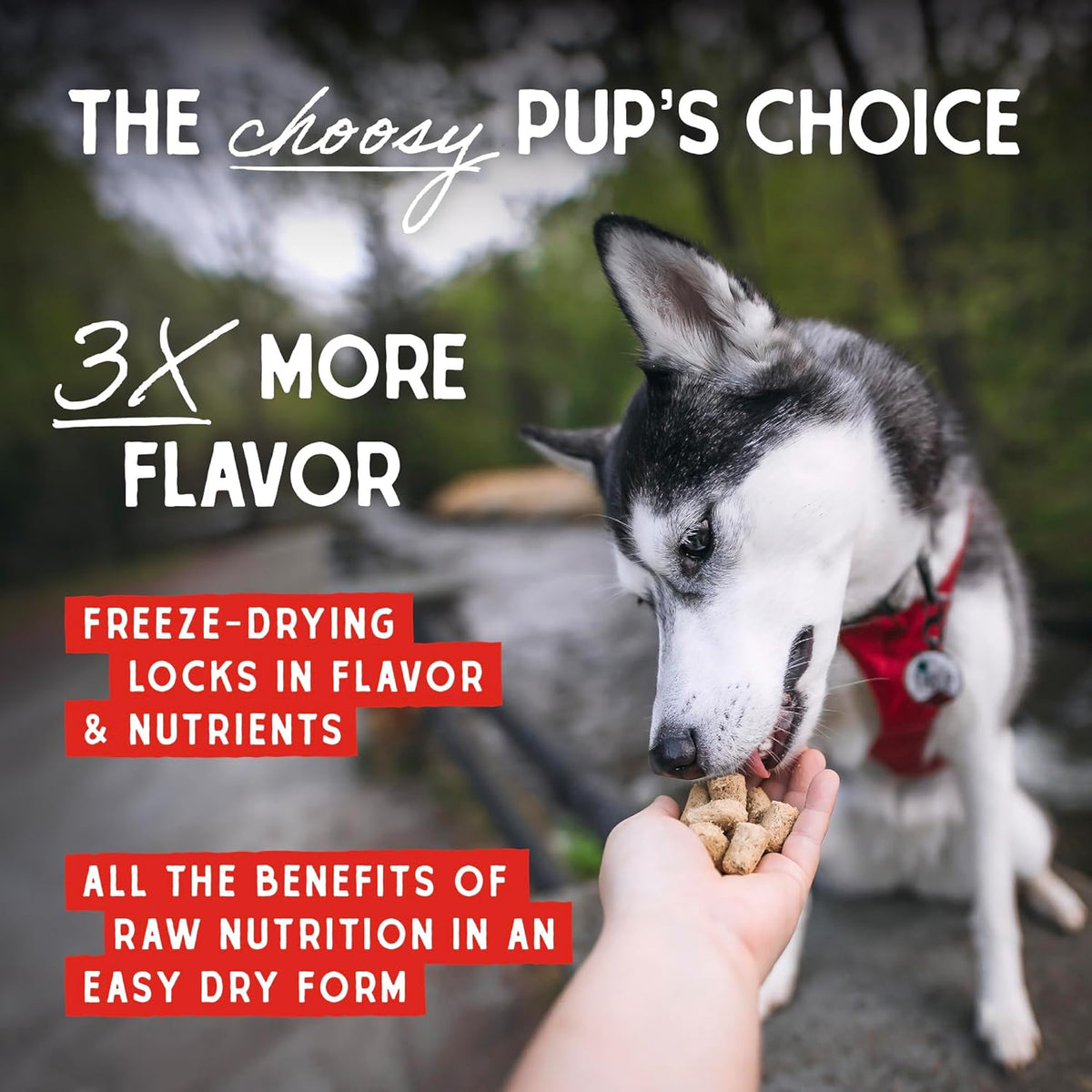 Nutrient-rich freeze-dried raw meat kibble topper by Stella and Chewy's