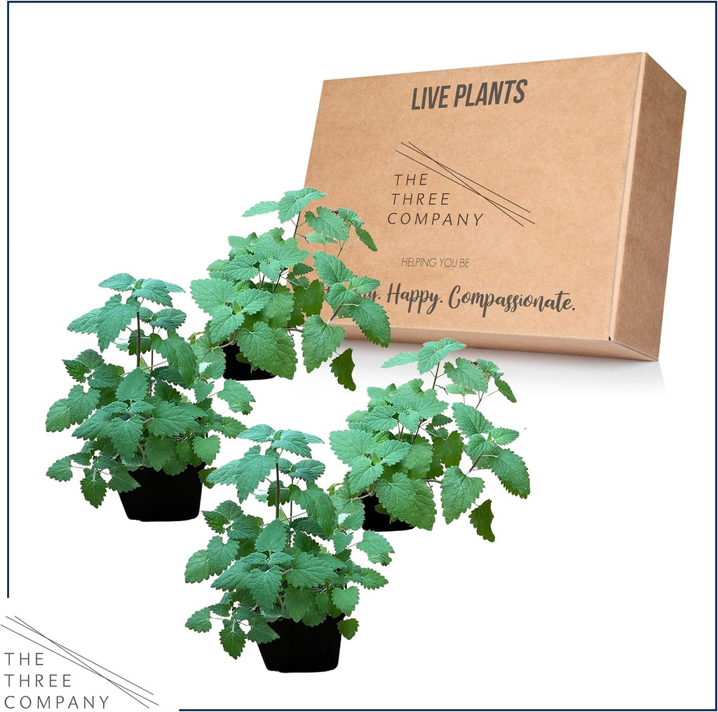 USA imported live catmint herb four pack set for indoor pet wellness