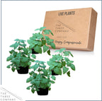 USA imported live catmint herb four pack set for indoor pet wellness