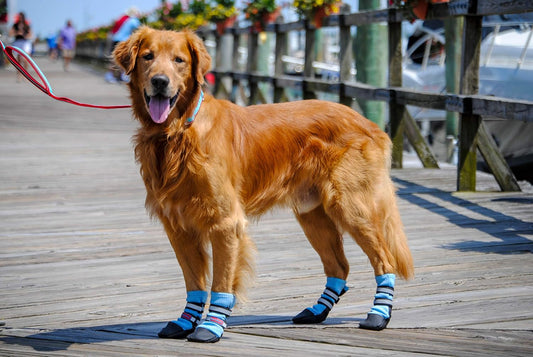 Bark Brite lightweight neoprene dog boots large blue front view
