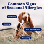 Solid Gold bacon flavor allergy support supplements for dogs
