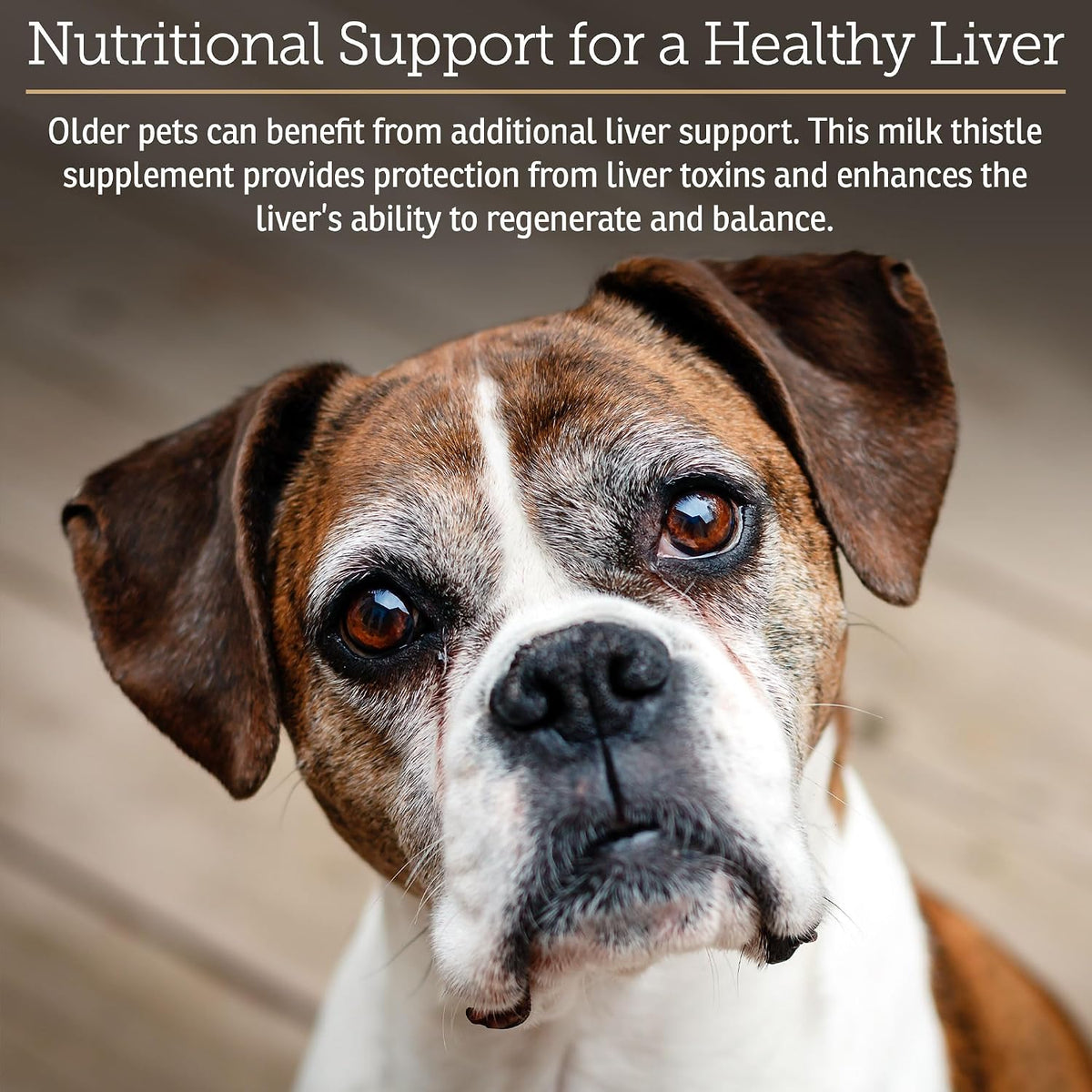 Rx Vitamins Liquid Hepato supplement bottle showcasing bacon flavor label