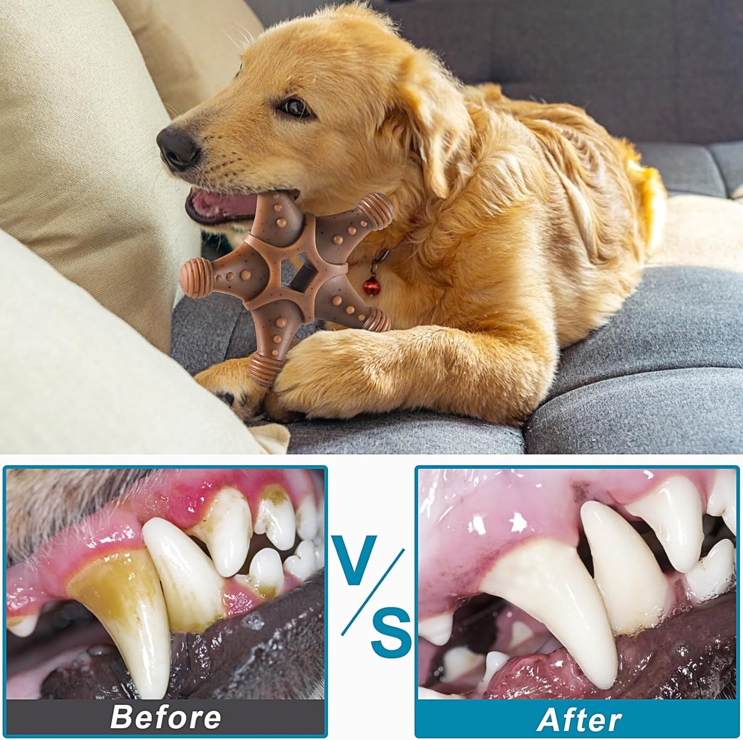 Shell shaped durable nylon toy for dental health