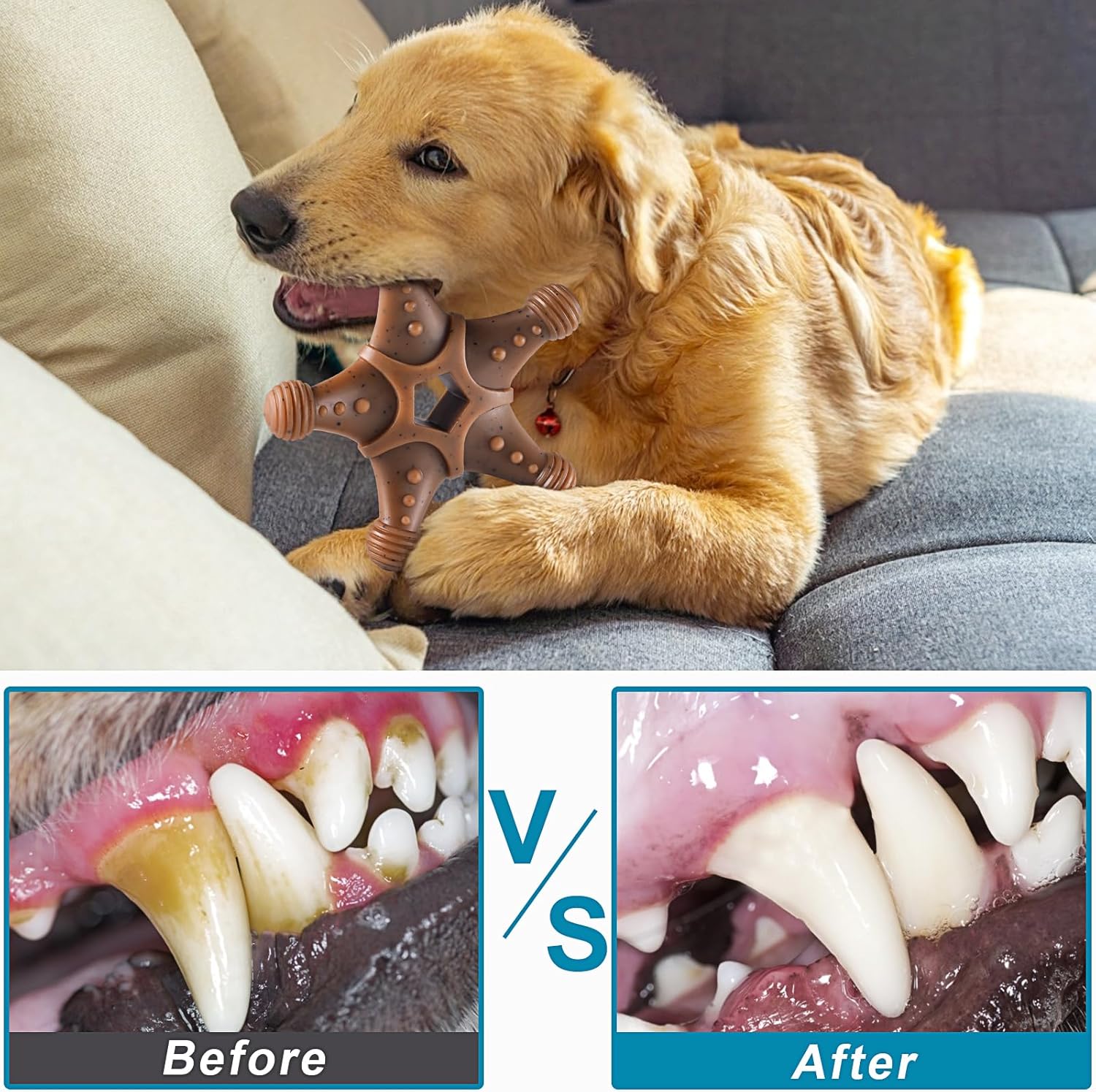 Shell shaped durable nylon toy for dental health