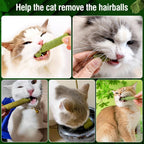 Premium green cat grass teething rods for healthy digestion and plaque control.