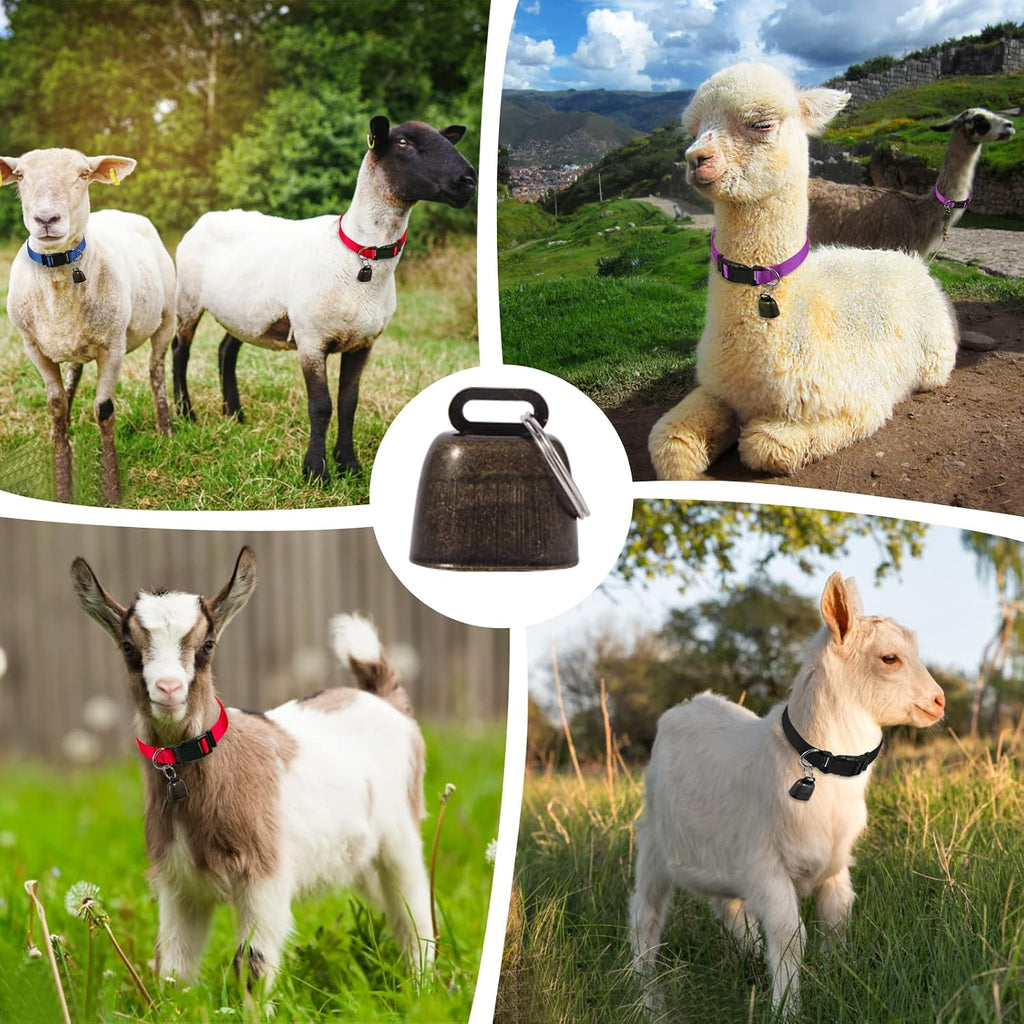 Full package layout showing all four colored collars and matching bells