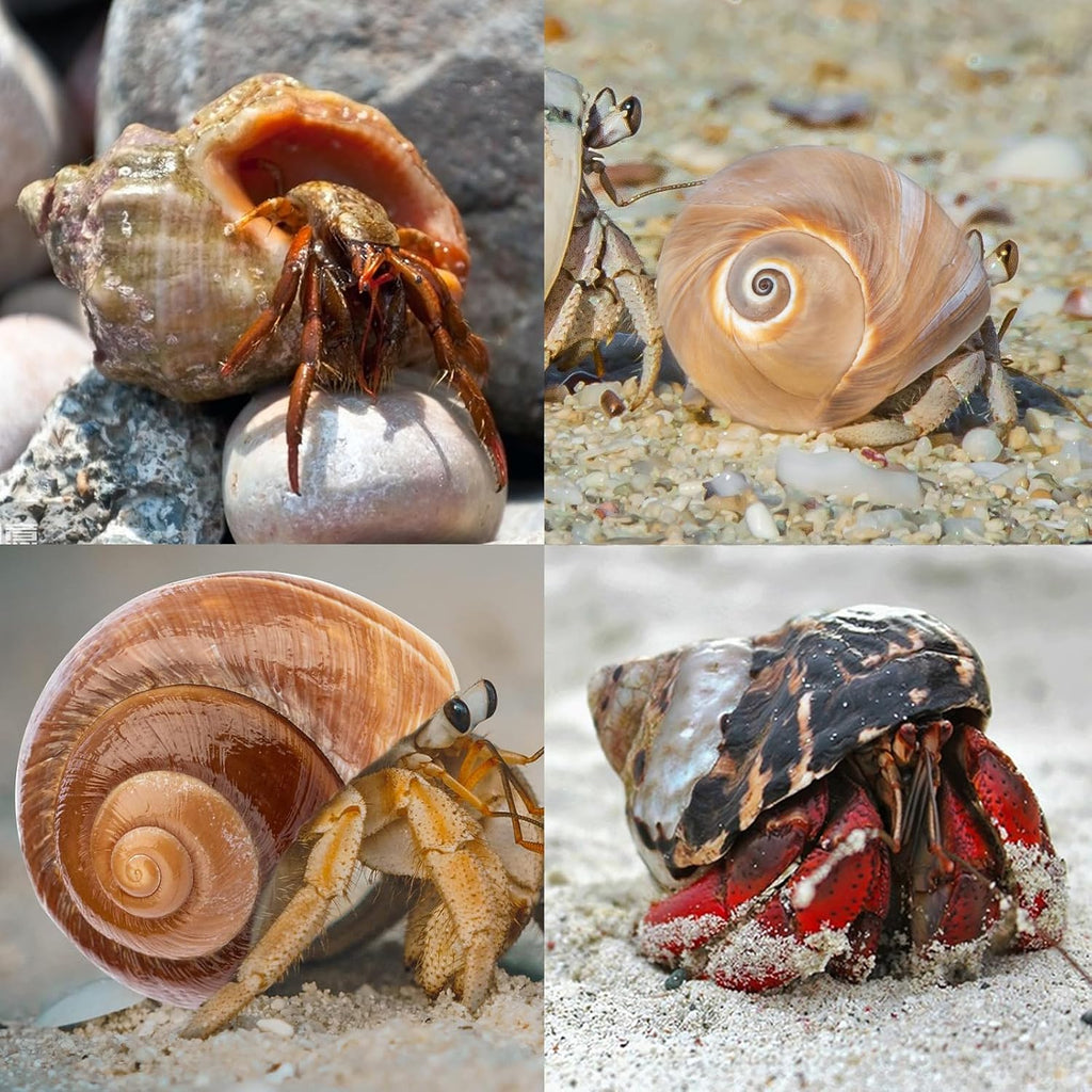 Qicqdram marine gastropod shells for medium to large hermit crabs