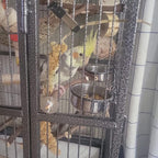 Close-up of secure clamp mechanism on bird feeding dish