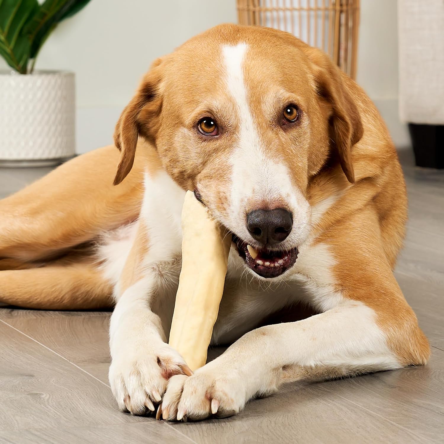 Premium rawhide free dog chews for healthy joints and bones