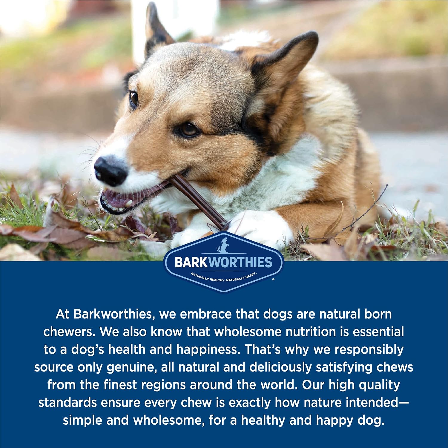 Barkworthies grass-fed beef pizzle healthy canine dental sticks top angle view