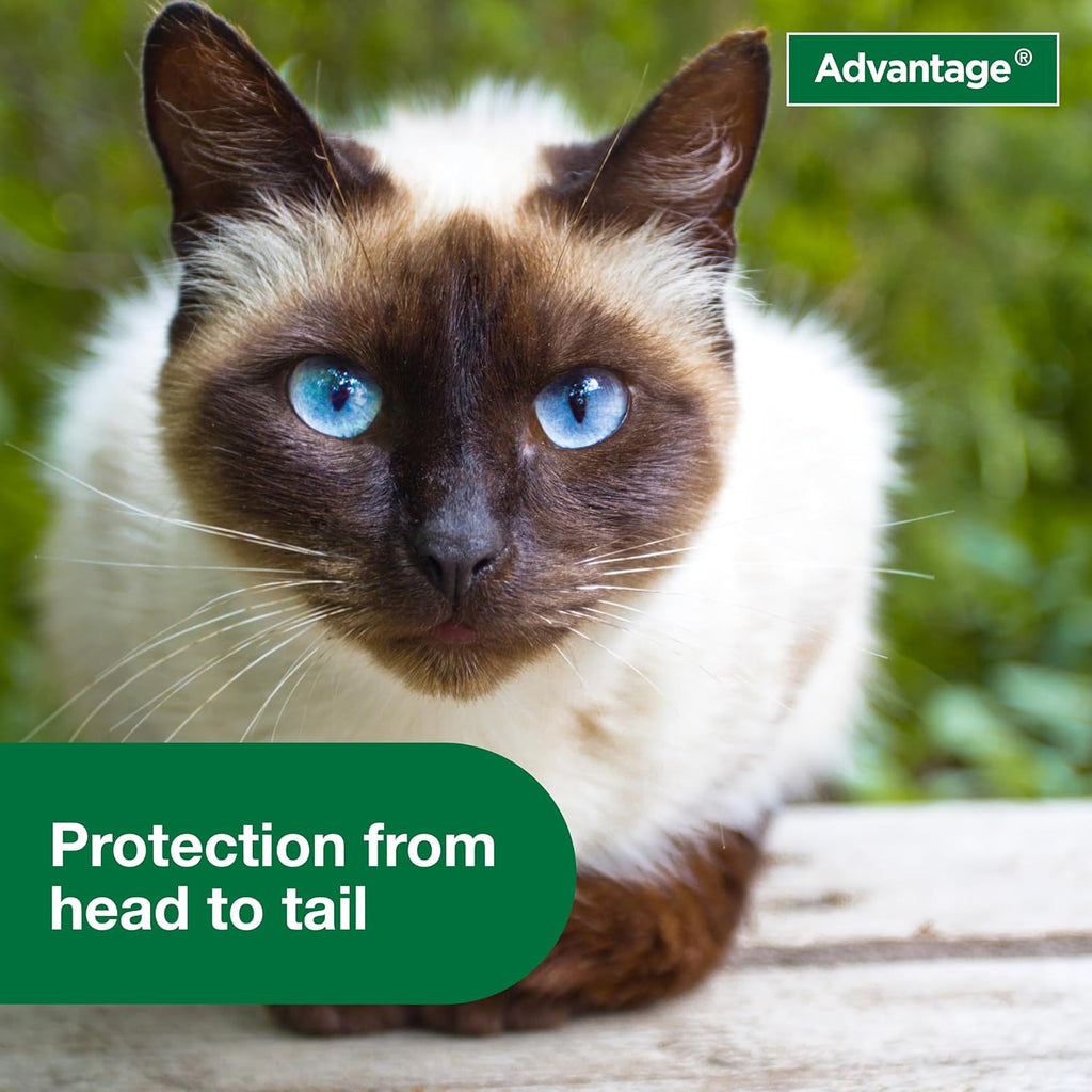 Instructions on back of Advantage cat flea spray