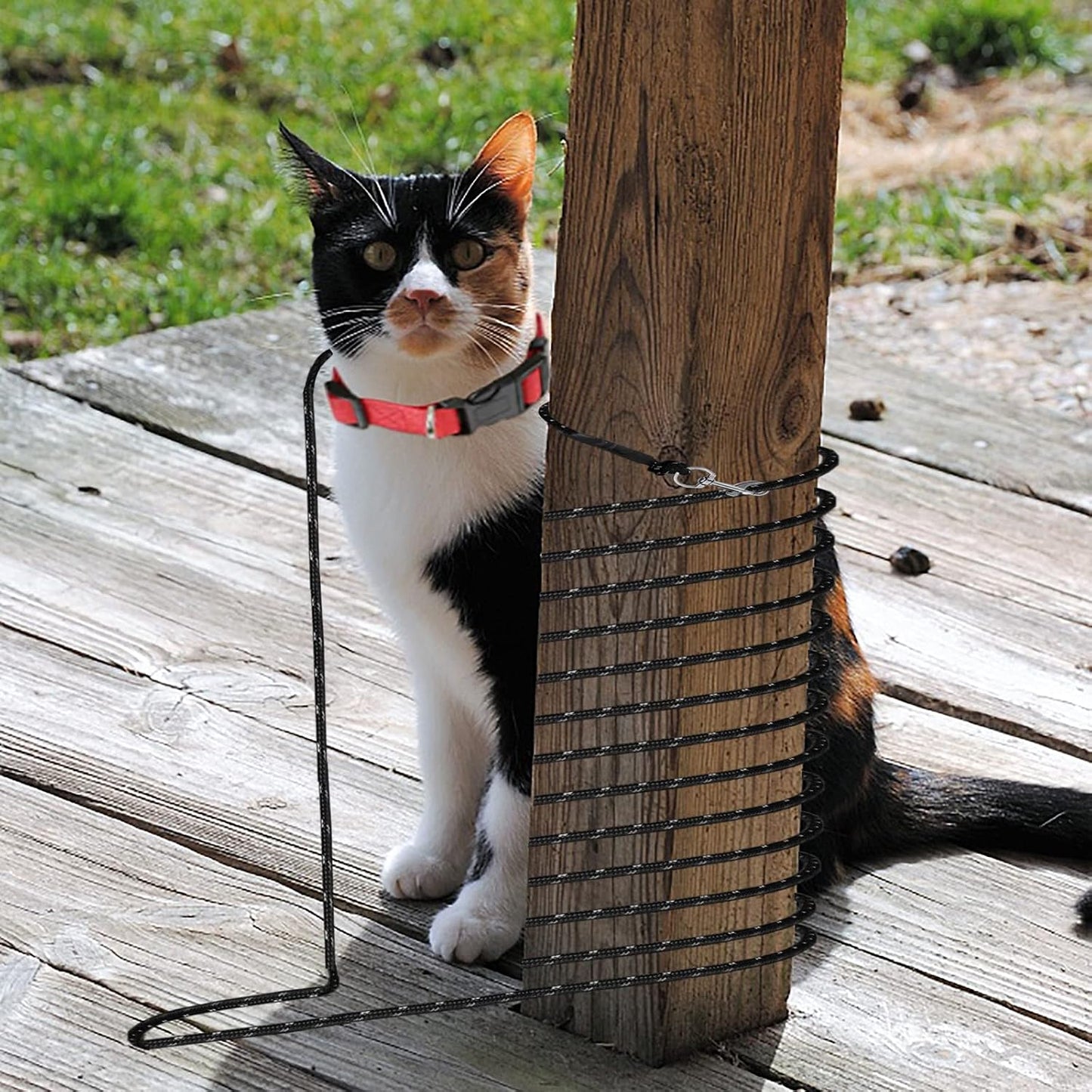 Neoguly cat and rabbit leash for outdoor training
