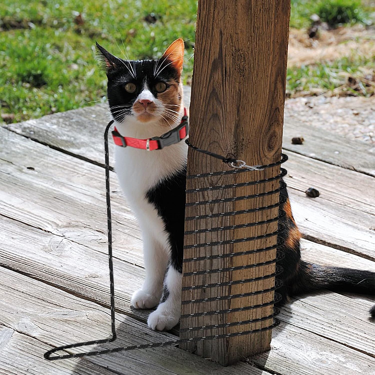Neoguly cat and rabbit leash for outdoor training