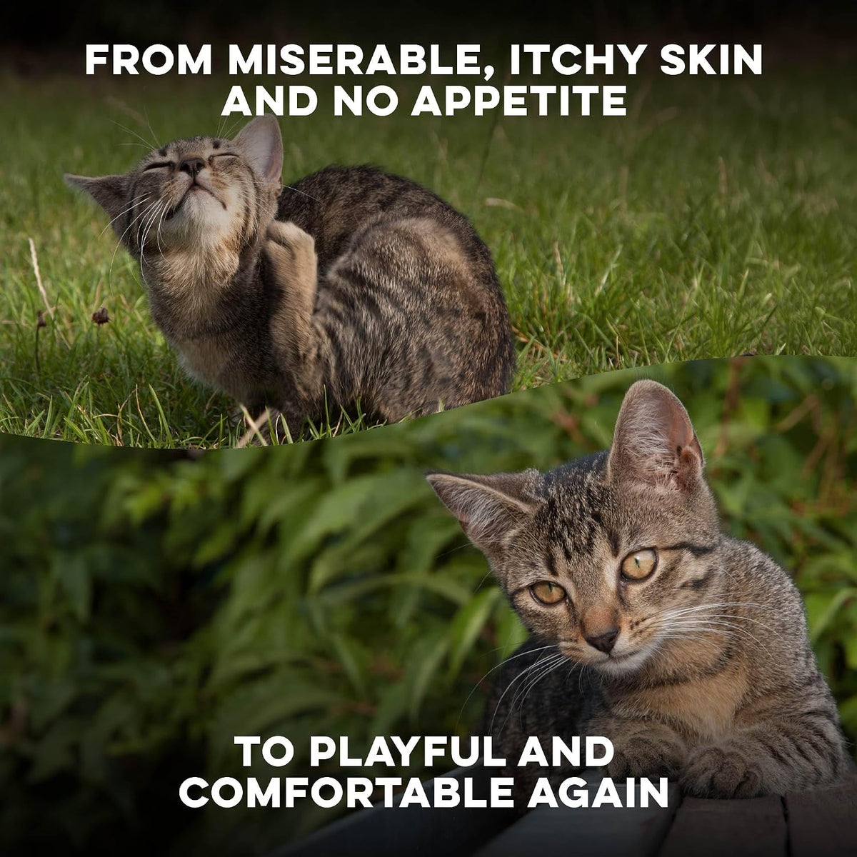 Homeopathic ear mite treatment for cats showing pill size.