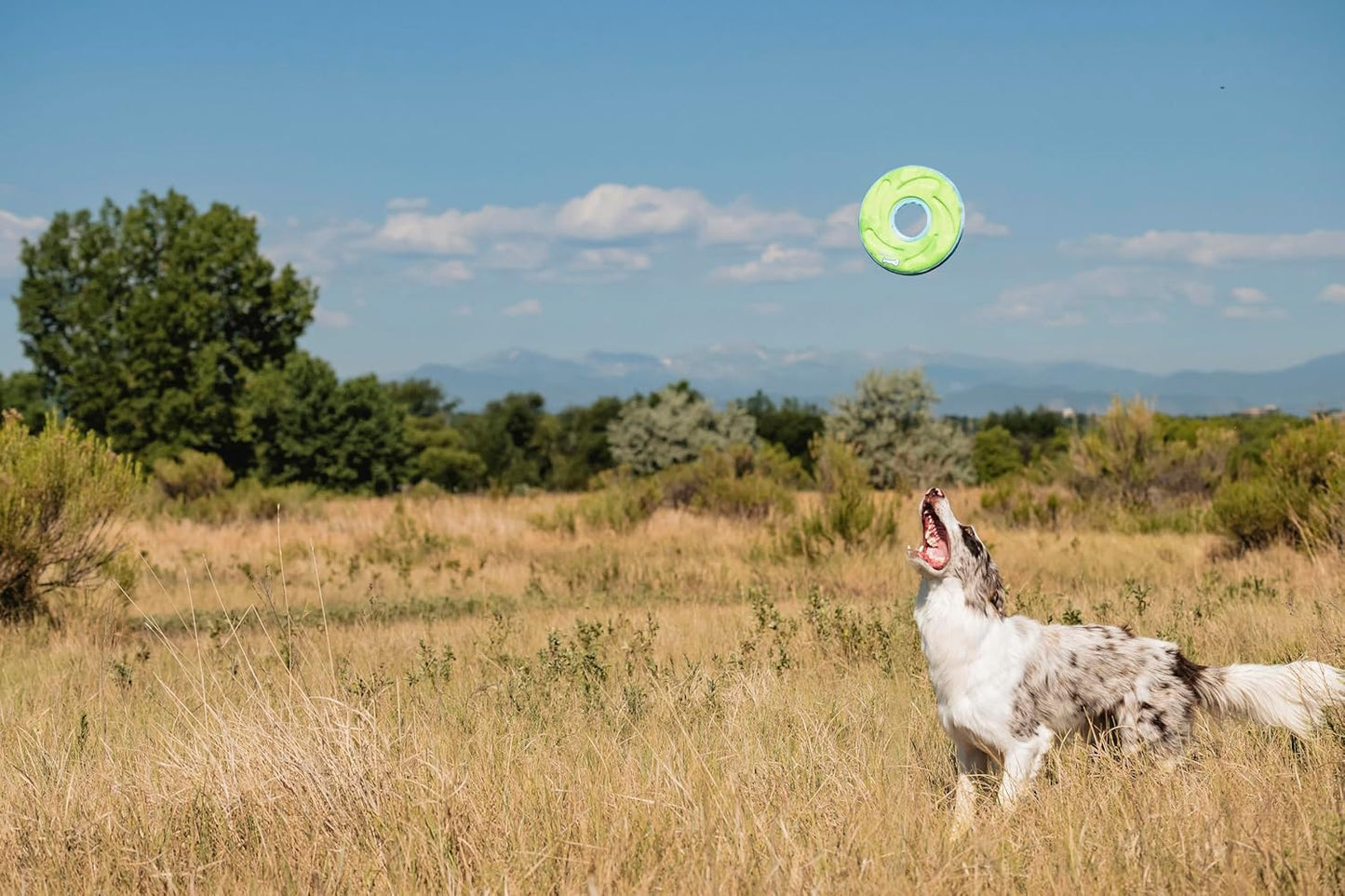 A medium sized dog retrieving the lightweight imported canvas frisbee safely.