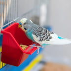 Bird eating Wild Harvest Healthy Benefits Molting Supplement