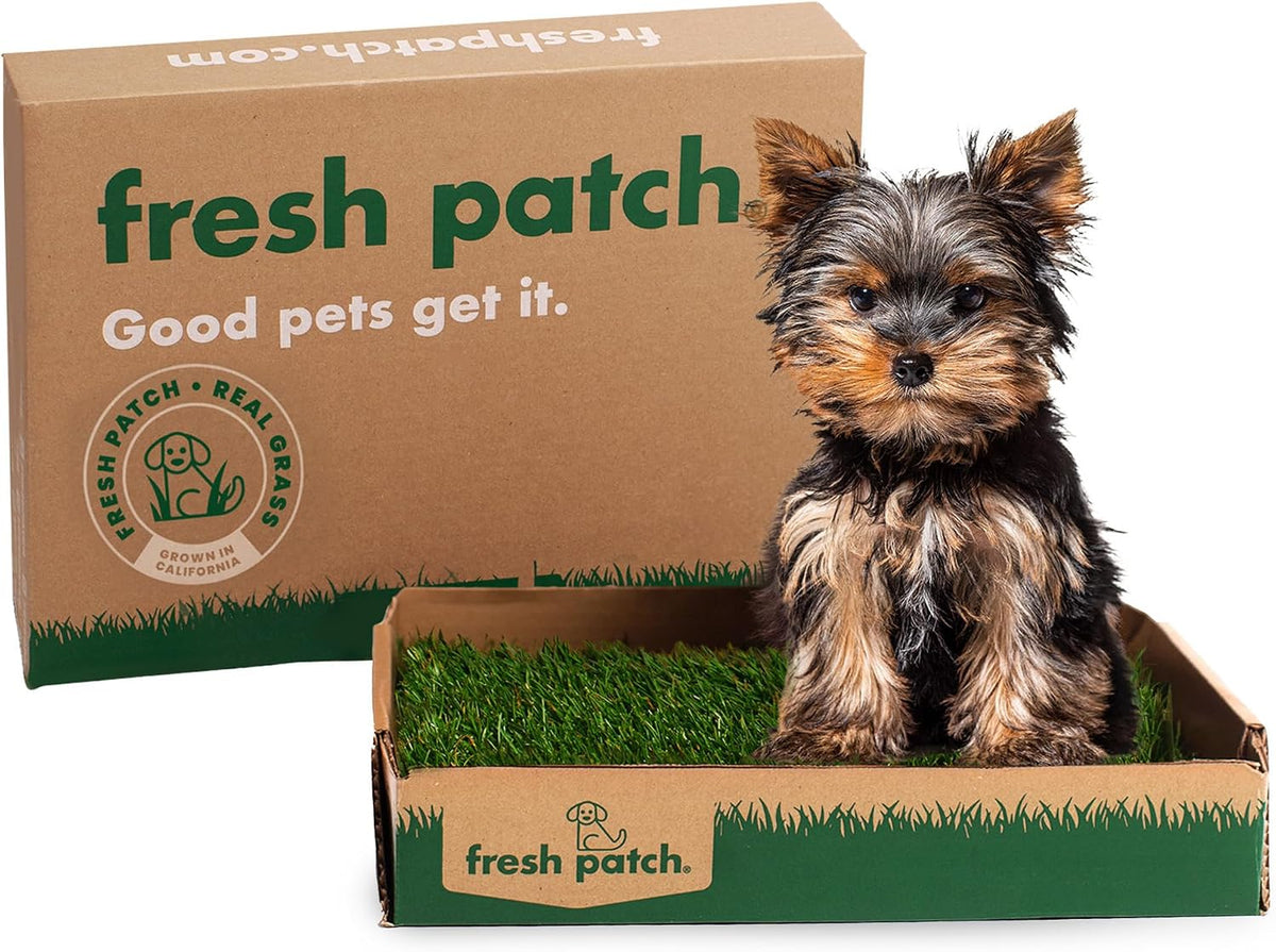 Fresh Patch Real Grass Patch for Dogs, Cats, and Small-Medium Pets Under 15 Pounds - Disposable Pet Grass Pee Pads - Indoor and Outdoor Potty Training Mat (16 Inches x 24 Inches) - Image 11