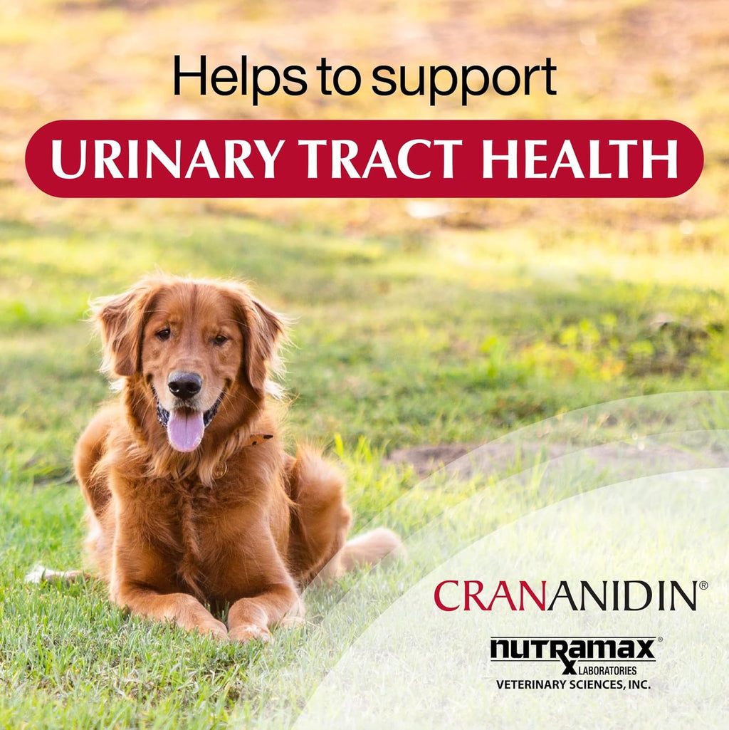 Nutramax Crananidin 75 count supplement container