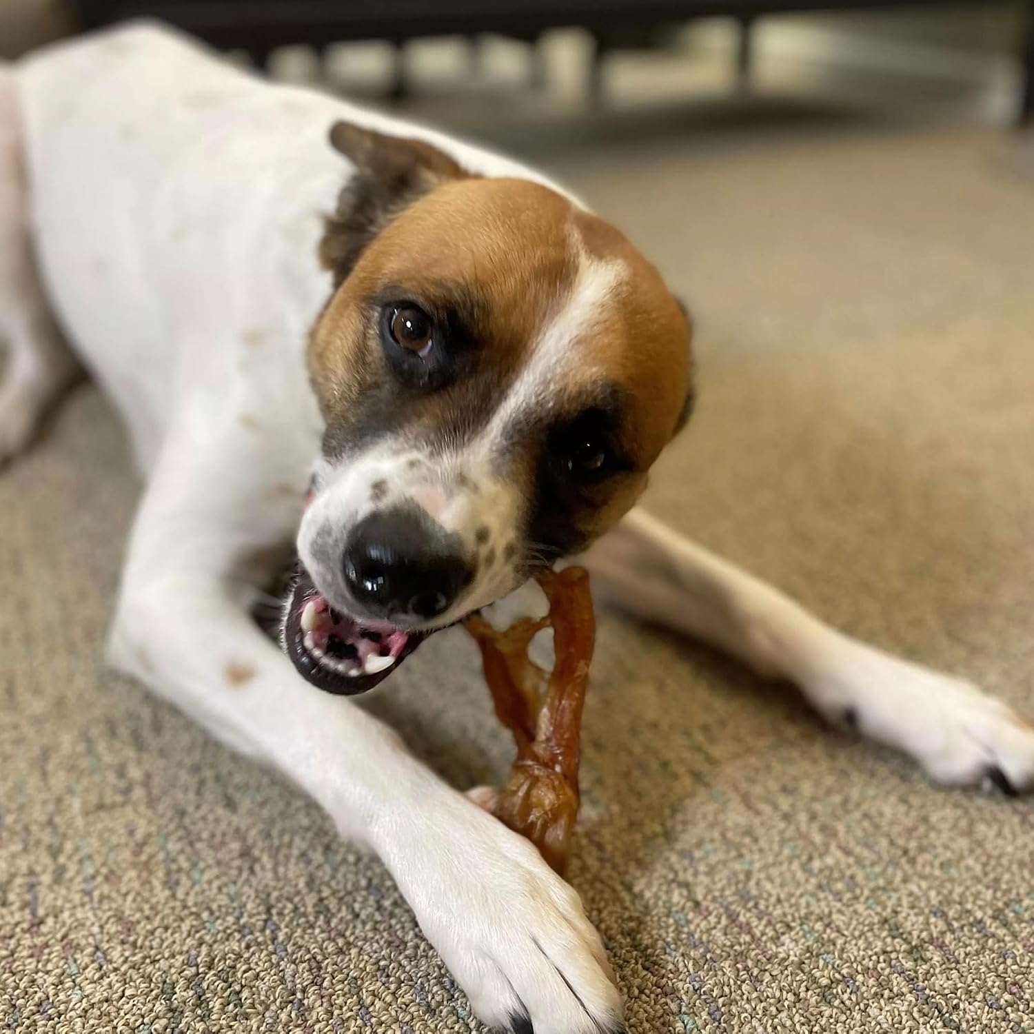 Puppy enjoying a healthy Pupford beef tendon chew