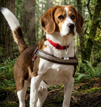 Close up view of the heavy duty metal snap clip on the Thrymme pet bell accessory.
