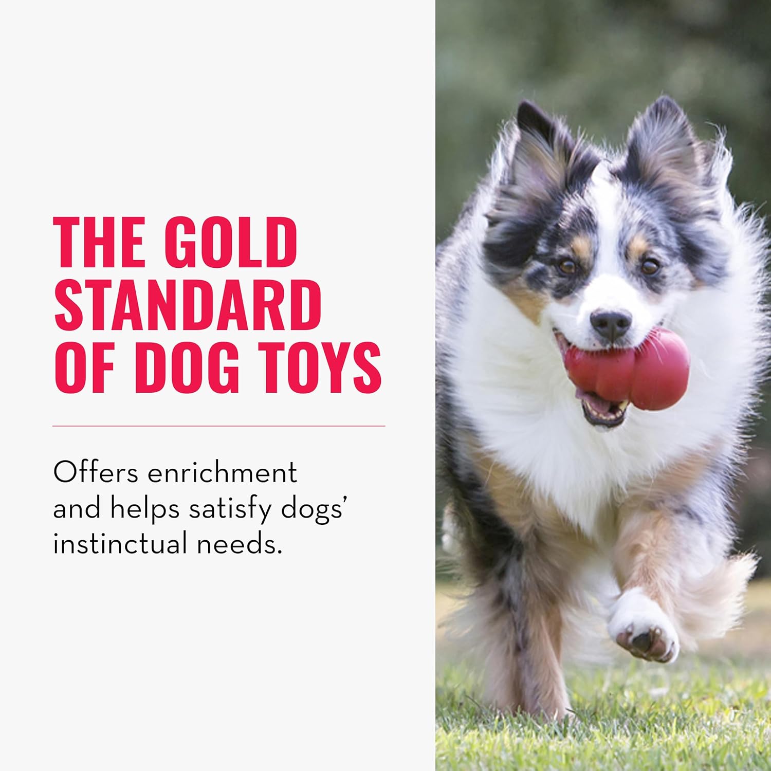 Durable KONG Classic natural rubber fetch toy bouncing erratically on grass