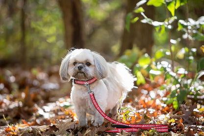 Full length view of official MLB licensed dog leash for St. Louis fans