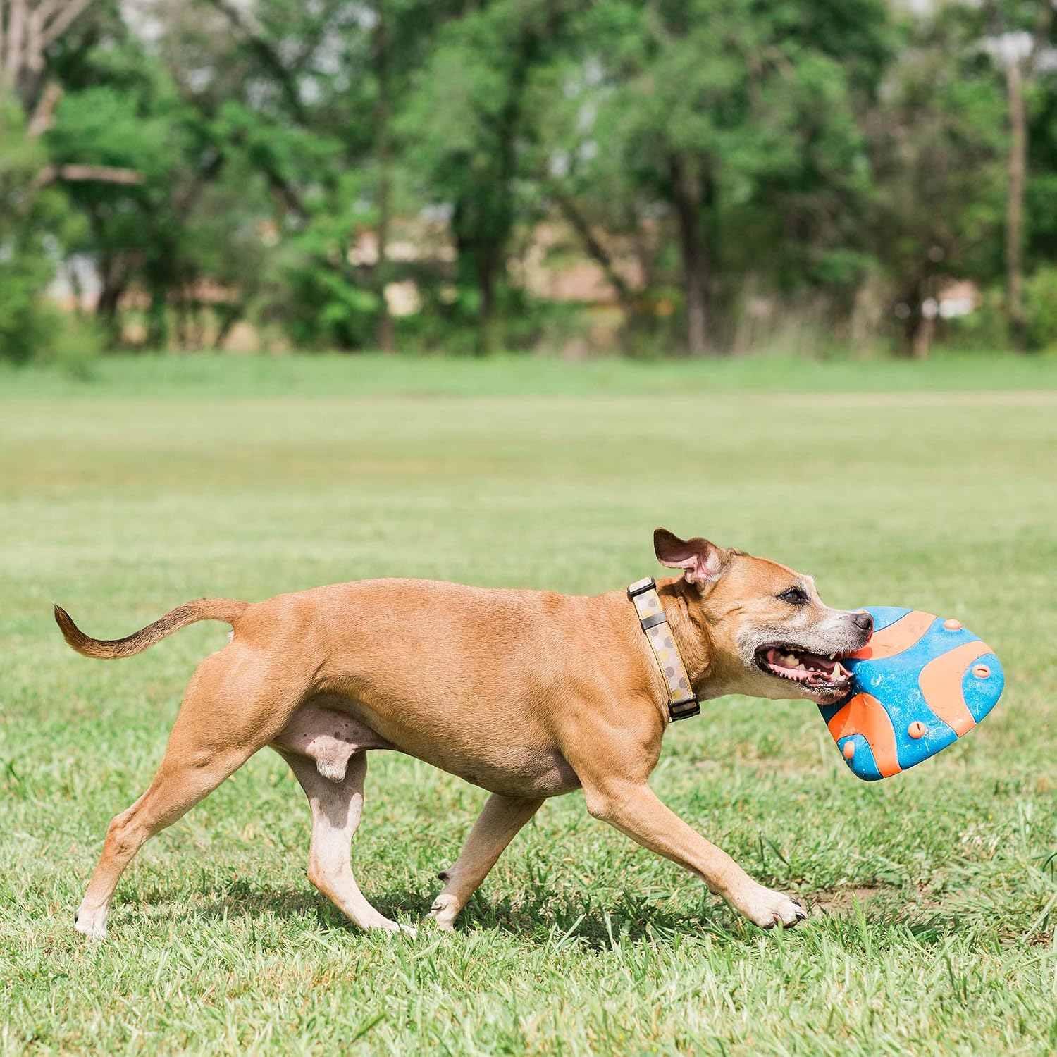 High visibility orange and blue dog fetch toy for large dogs