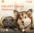Authentic USA imported Branvine NAD+ CellVet
