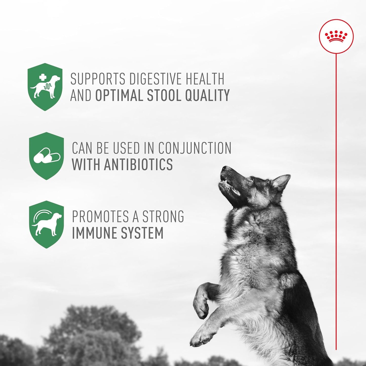 Saccharomyces boulardii live culture supplement for dog gut health