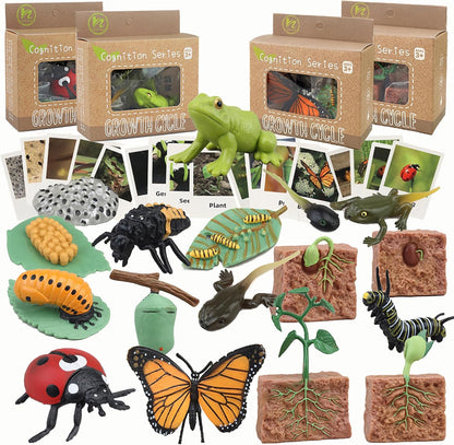 Mbrain life cycle learning toys front view showcasing butterfly and frog growth figurines with matching flashcards