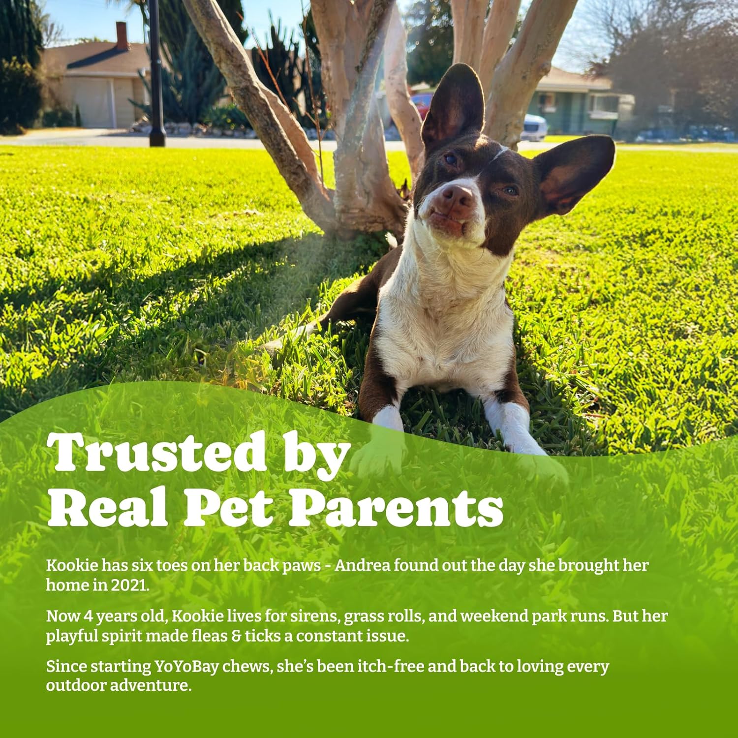 YoYoBay soft chews for dog pest protection close up ingredient view