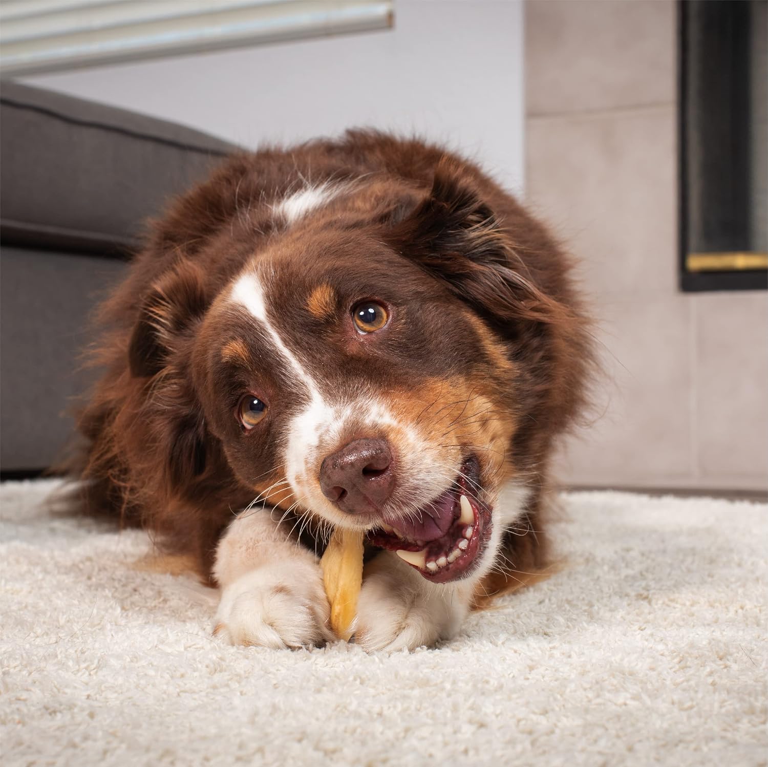 Single ingredient water buffalo cheek dog chew chip held to show thickness