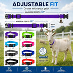 Close-up of the quick release buckle on the adjustable livestock collar
