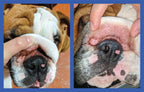 Squishface dog skin care paste for tear stains and tail pockets