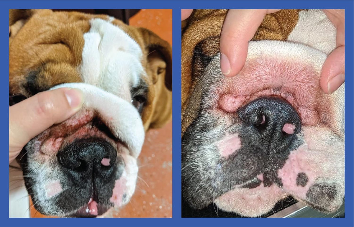 Squishface dog skin care paste for tear stains and tail pockets