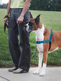 PetSafe Deluxe Easy Walk dog harness front view in ocean blue color