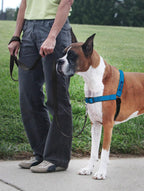 PetSafe Deluxe Easy Walk dog harness front view in ocean blue color