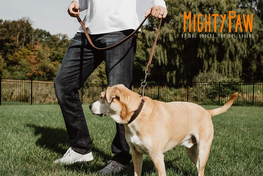 Premium genuine leather pet collar with heavy duty rust resistant chain