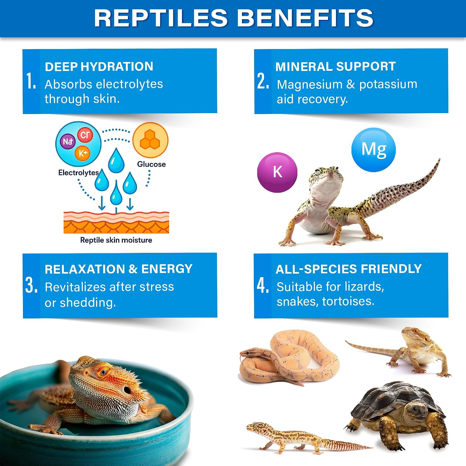 Bearded dragon enjoying a reptile electrolyte soak