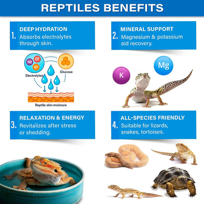 Bearded dragon enjoying a reptile electrolyte soak