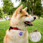 EDSG Personalized Dog Name Tag attached to collar side view
