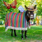 Front view of large animal dressed in Lyrow Mexican party outfit