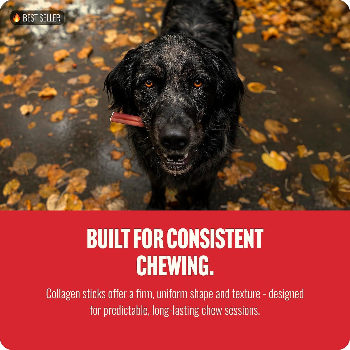 Natural Farm Angus beef skin long lasting chew sticks for dogs