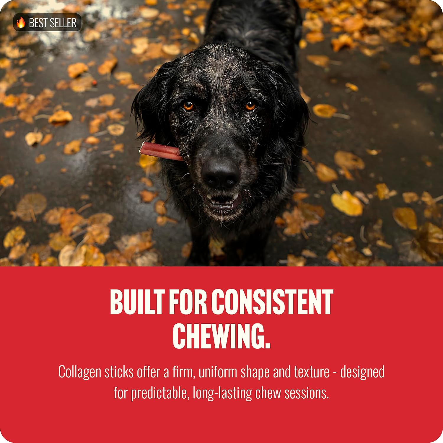 Natural Farm Angus beef skin long lasting chew sticks for dogs