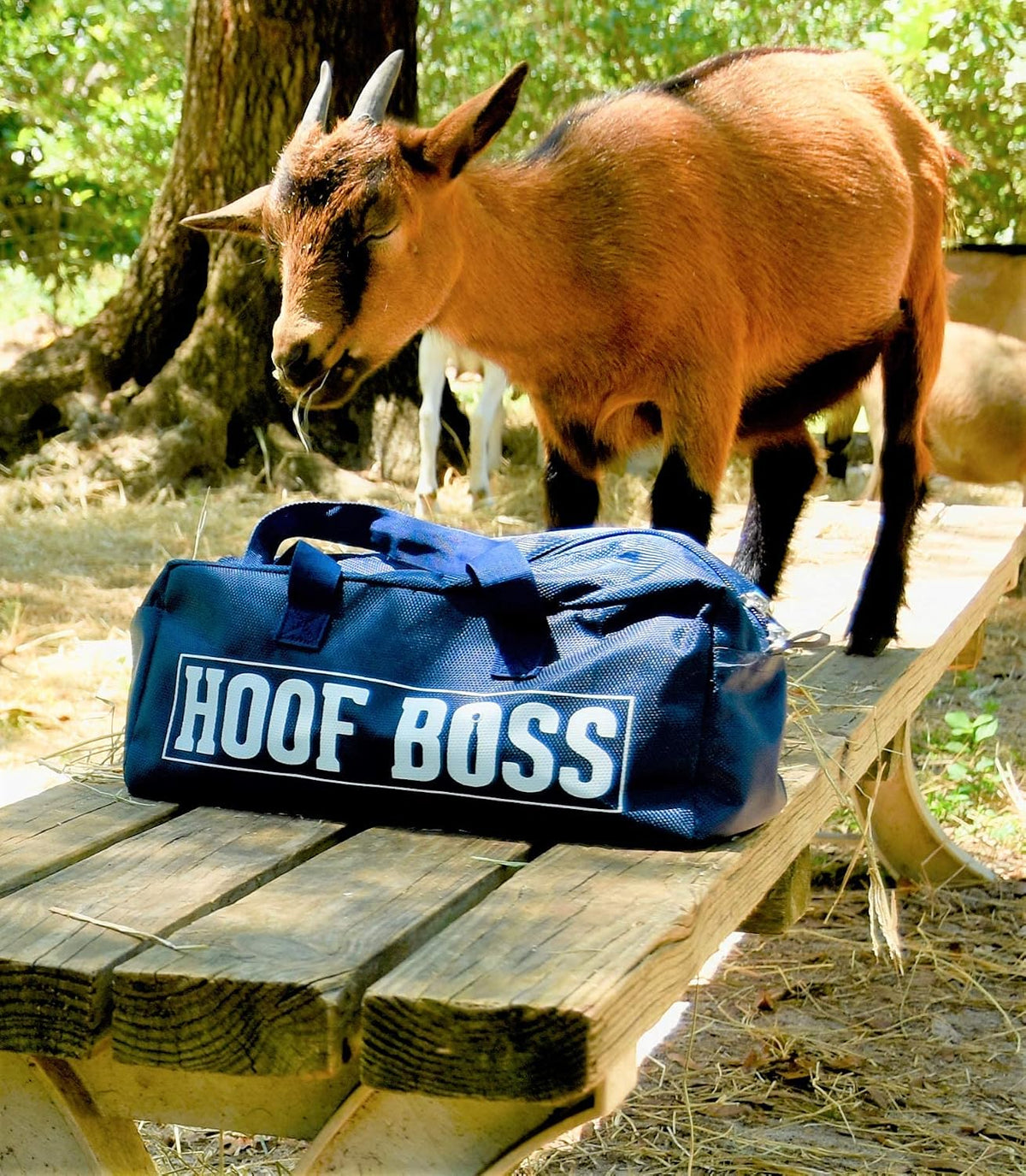 Hoof Boss safety glasses and disc changing tool included in the kit.